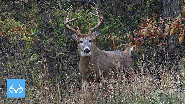 Massive 10 Point Iowa Buck | Tyler Rees | Monster ...