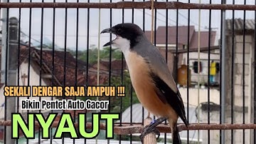 burung cendet gacor FULL EMOSI BONGKAR JITU, PANCINGAN CENDET AGAR BUNYI jadikan BURUNG PENTET GACOR