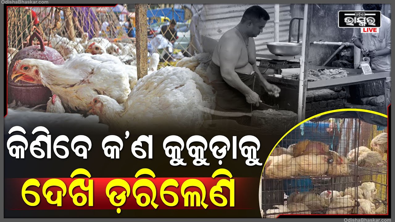 କୁକୁଡ଼ା ଦେଖି ଡରୁଛନ୍ତି ଲୋକେ...ରୋଗ ସଂକ୍ରମଣକୁ ଲକ୍ଷ୍ୟ କରି ଏପଟେ ଆଗୁଆ ପ୍ରସ୍ତୁତ ହେଲାଣି SCB