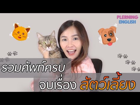 วีดีโอ: การศึกษา: สุนัขบำบัดช่วยเด็ก ASD พัฒนาทักษะทางสังคม