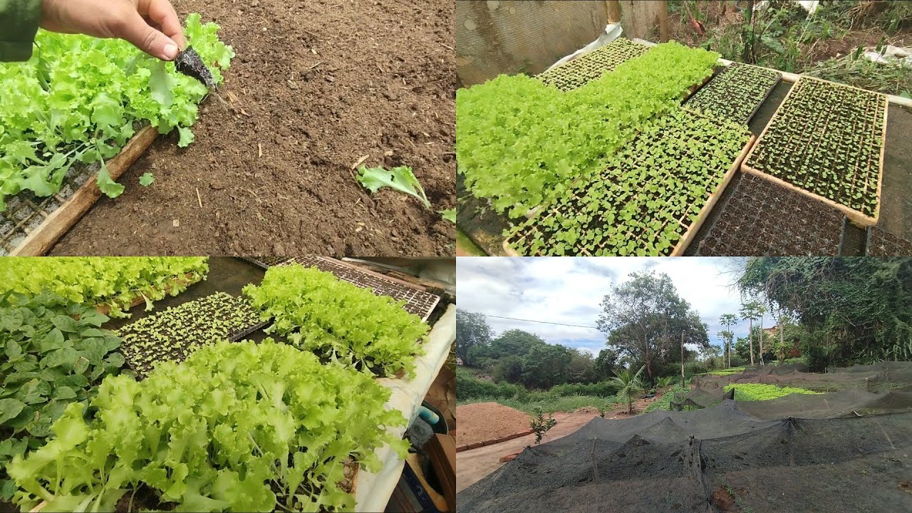 Fazendo plantio da alface 