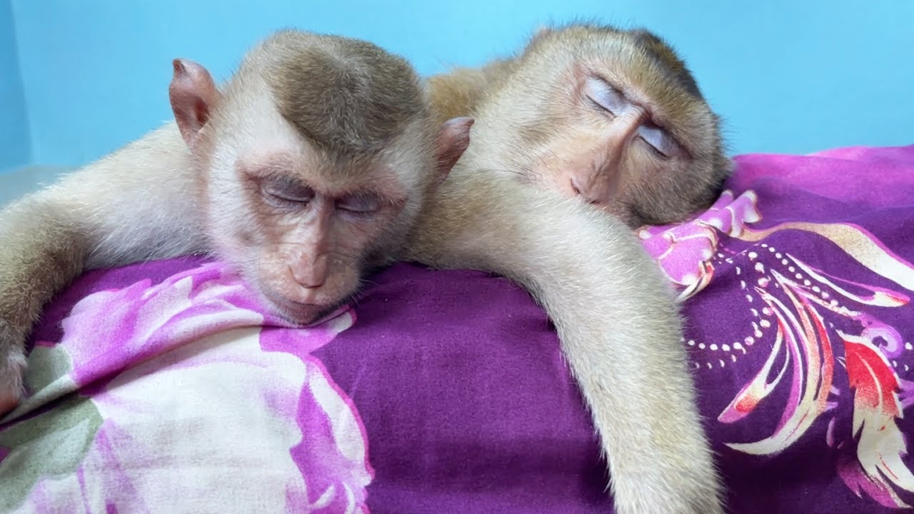 so-sweet-dream-couple-adorable-monkey-hugging-sleep-well-youtube