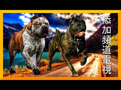 TOP 5 PERROS que le GANAN al DOGO ARGENTINO ▷【 DOGO ARGENTINO vs otros PERROS】