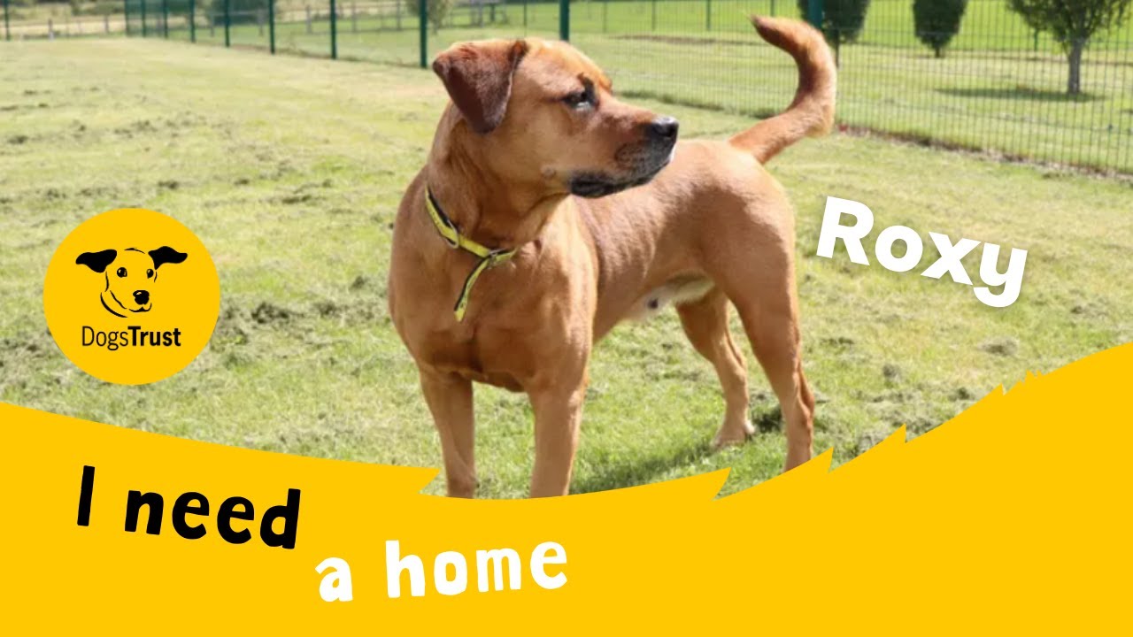 Roxy the playful Rhodesian Ridgeback cross | Dogs Trust - YouTube