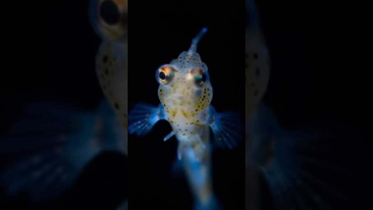 Snailfish: Masters of the Deep Sea 