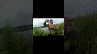 Результативная донная снасть.#рыбалканадонку #доннаяснасть  #fishing#рыбалка