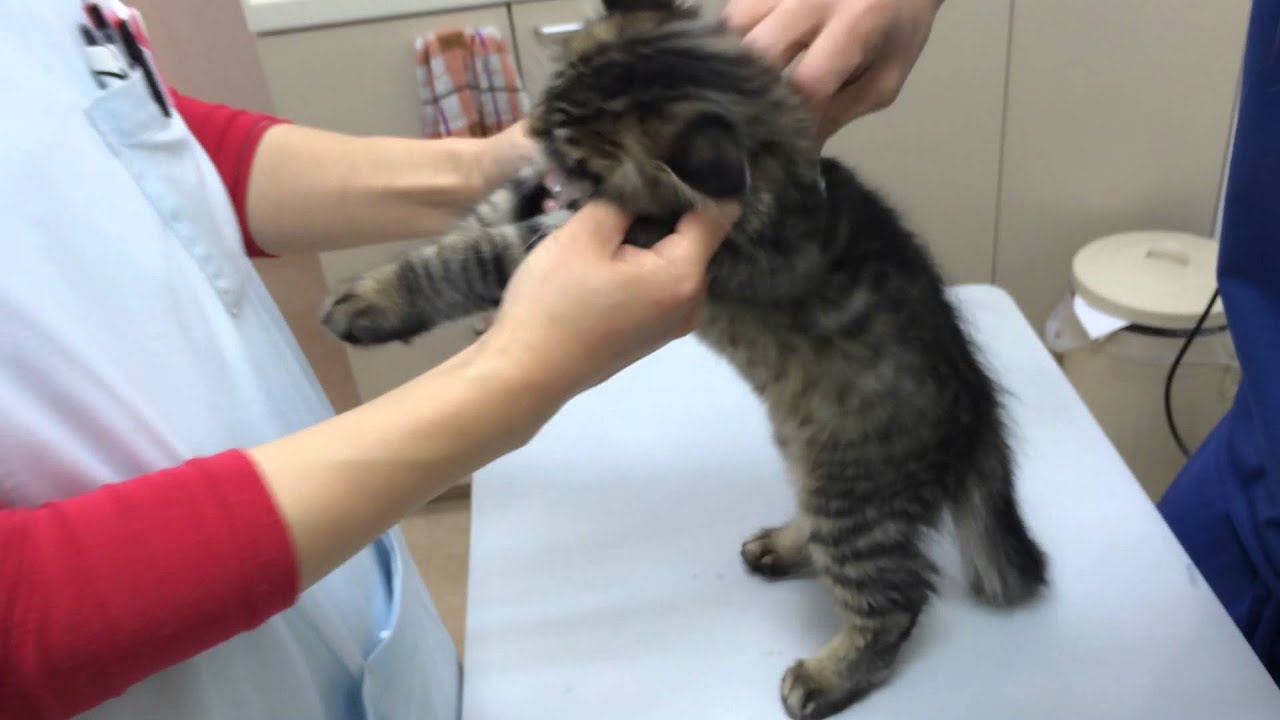 子猫 ワクチン 2 回目 遅れ た