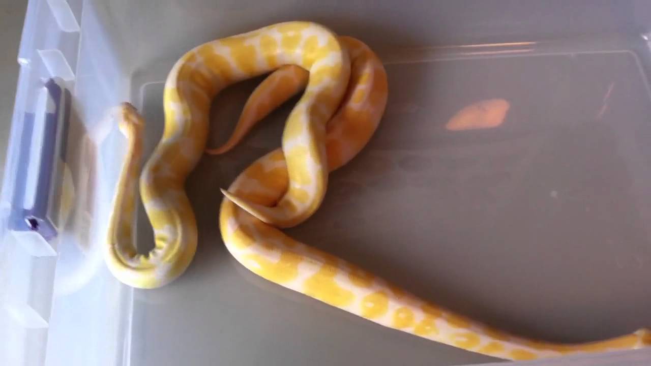 morphemes pdf Albino Ball Pythons