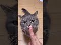この猫、新しい芸を覚えたようです。#shorts #マンチカン #猫