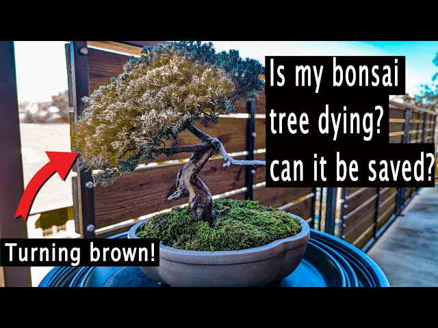 How to know if your bonsai tree is dying, and how to save it. - YouTube