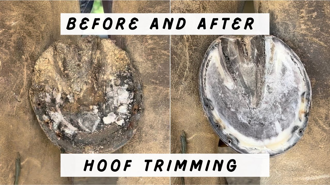 Horse hoof cleaning trimming and shoeing satisfying ASMR YouTube