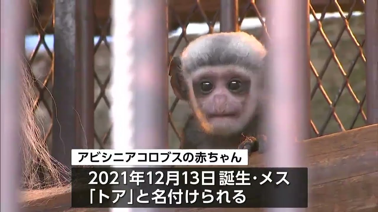 すくすく成長中 池田動物園で2種類のサルの赤ちゃん誕生【岡山・岡山市