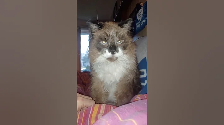 Video 11707201: ragdollcat cat, ragdollcat animals, cat sleeping animals, cat walk, cat funny animals