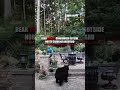 Bear CHASES homeowner through North Carolina backyard #shorts #foxnews #us