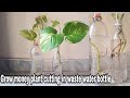 How to grow money plant cutting in waste water bottle