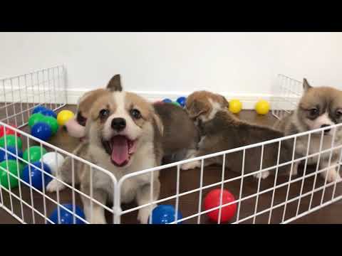 コーギー　子犬　仲良し４兄妹