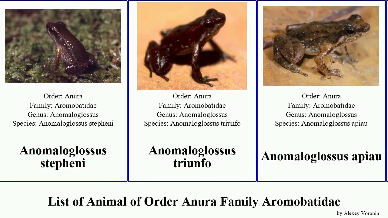 List of Animal of Order Anura Family Aromobatidae anomaloglossus allobates frog colostethus rocket