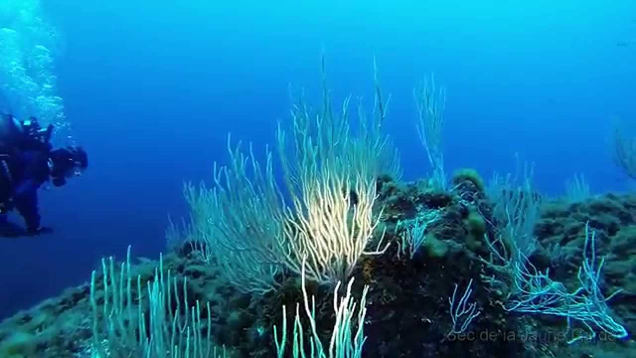 Les plus belles plongées à Hyères