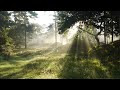 The most relaxing early morning bird sounds for sleeping studying or yoga forest ambience