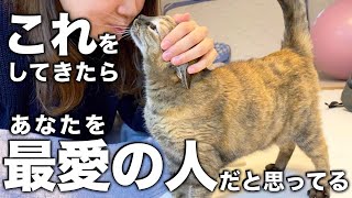 【猫の気持ち】猫が最愛の人だけにみせる行動 screenshot 5