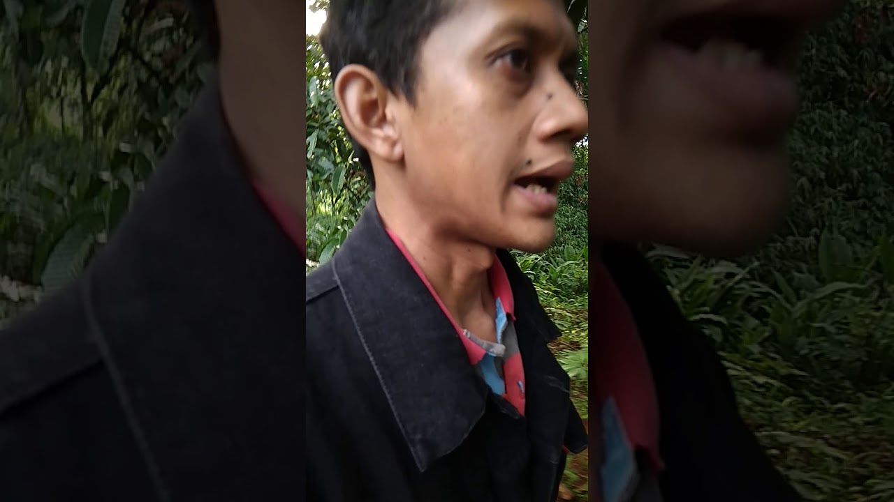 Sukses menanam porang 