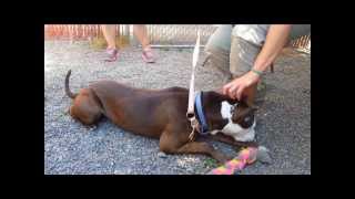 Kenzo-Born Again Pit Bull Rescue