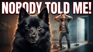 10 Things Nobody Tells You About Owning a Schipperke