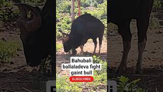 Bahubali movie Ballaladeva fight Gaint Bull in Vizag Zoo Park? #gaintbull #bahubali2 #prabhas #rana