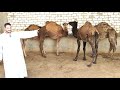 اسعار الجمال اللباني من مزرعه ايمن حميده لحوتي تيه البارود بحيره يوم 26 11 2025