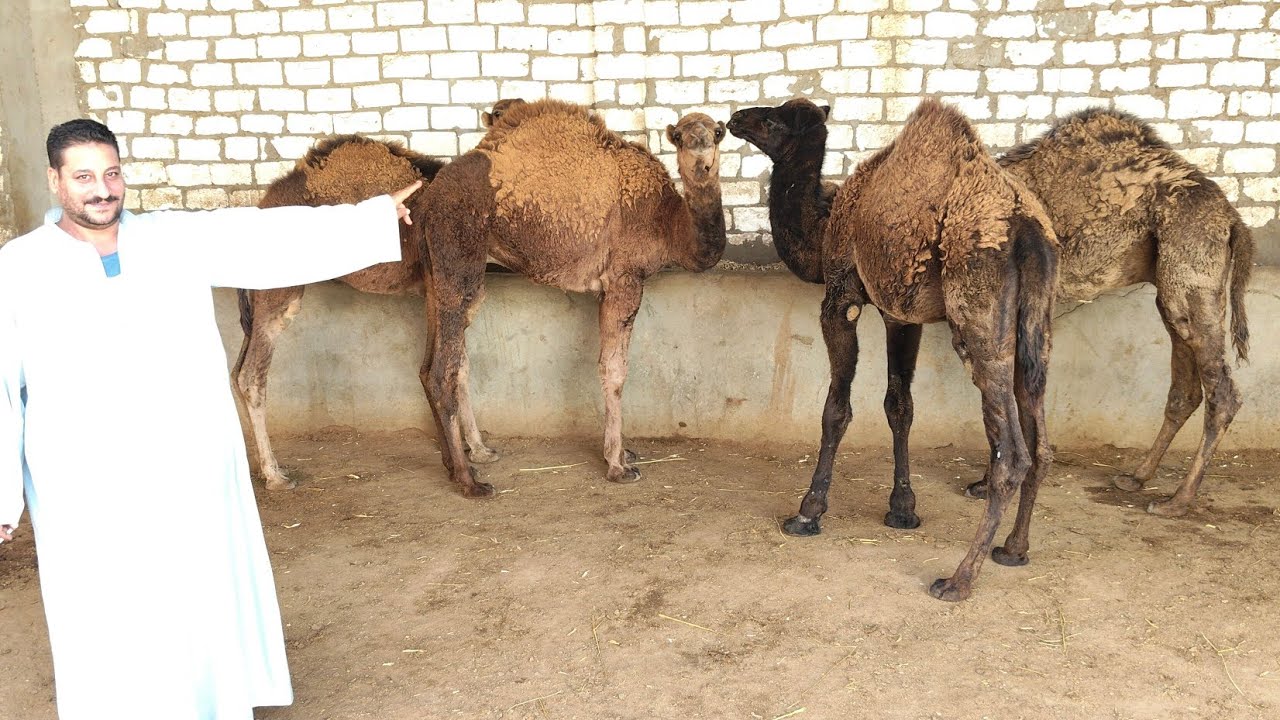 اسعار الجمال اللباني من مزرعه ايمن حميده لحوتي تيه البارود بحيره يوم 26/11/2025