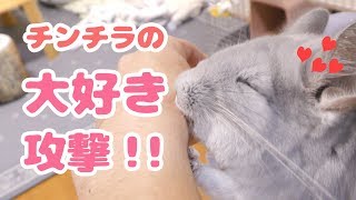 なつくとこうなる飼い主の手が大好きすぎるチンチラChinchillas love hands