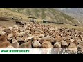 Бонитировка маток гиссарских овец. Рыжих и черных