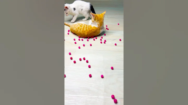 Watch the video about Reverse Video 🐈❤️😻 #asmr #cat #beautiful #funny #kitten #cute #beads #cutecat #funnycats