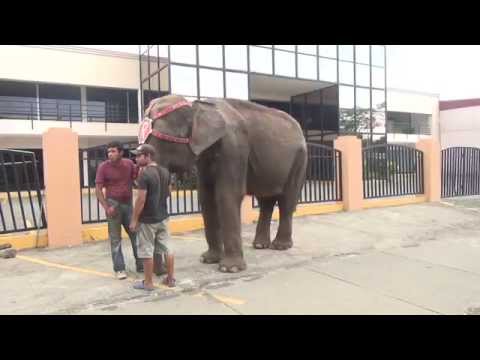 Elefante suelto en Managua