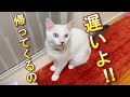 家にママとパパがいないのが寂しくて帰ってきた瞬間大喜びで歓迎する兄弟猫