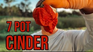 7 Pot Cinder Destroyed My Stomach After This Video Ended Pepper Review