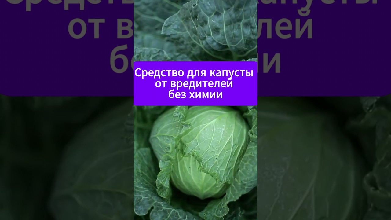 Эффективная Борьба с вредителями на капусте!  