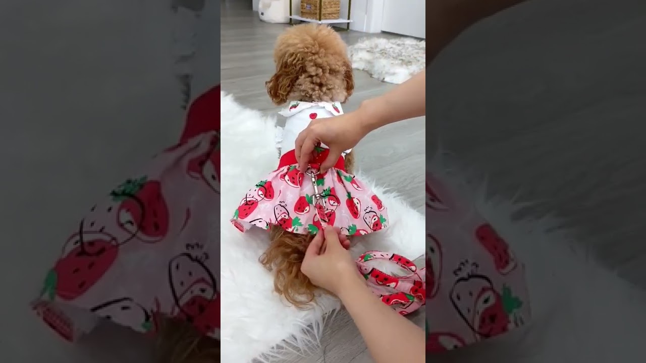 My maltipoo puts on a cute strawberry outfit and dog shoes!! 