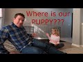 PUPdate - Mini goldendoodle puppy update