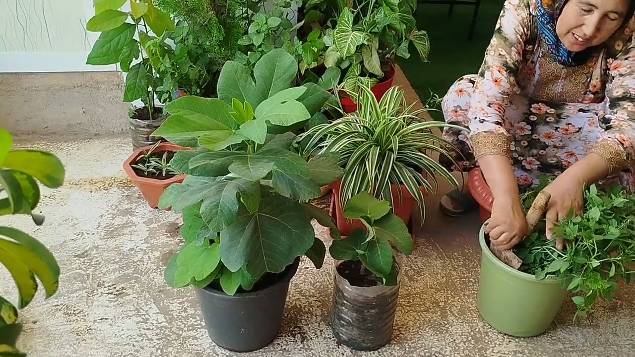 فيديو اليوم غادي نقلو الحبق والورد الجوري اللي غرسنا من الأغصان ومعلومات مفيدة مع أمي إيطو 