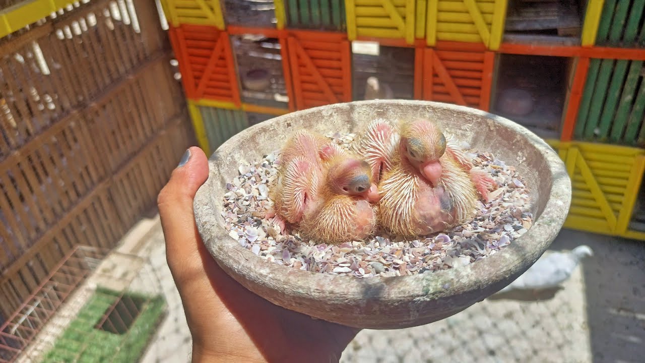 احسن خلطة تحديق للحمام وفرش للطاجن للحفاظ علي بيض الحمام