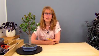 видео: Формирование кроны крассулы (ч.5). картинка: Формирование кроны крассулы (ч.5).