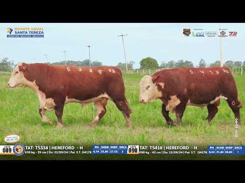 Lotes 89 e 90 Hereford | 27º REMATE ANUAL SANTA TEREZA 29/09/26 Parceria Leilões - El Campo Produçõe
