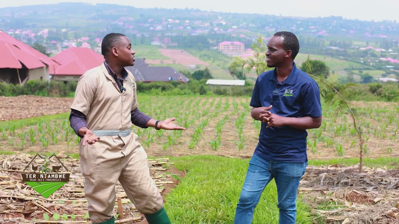 Guhinga ibishyimbo hakoreshejwe neza ubutaka | Tera Intambwe Muhinzi Mworozi