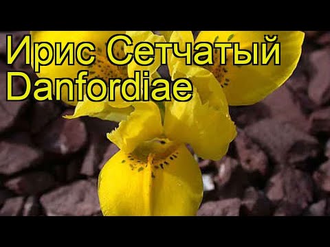 Ирис сетчатый Дэнфорда.