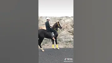 صوت خطوات الخيل العربية أجمل من نغمات مزعجة 
