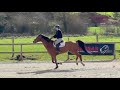 Cheval à vendre - Cheval Selle Francais - equirodi.com