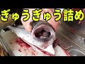 釣った魚の口からアレが出てきた。ブリの捌き方【きまぐれクック×渥美拓馬】