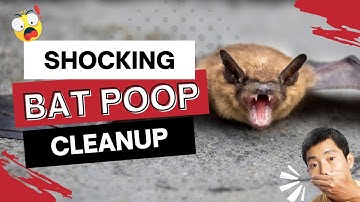 Extreme Bat Poop Feces Cleanup with Mice Hunters | Techny, IL