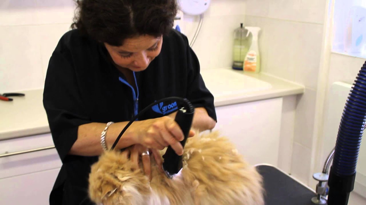 Cat Grooming School YouTube